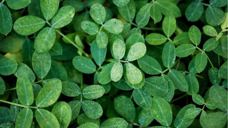 Planta moringa em diferentes tamanhos.