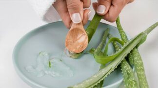 Em imagem ilustrativa, pessoa extrai gel do Aloe Vera, conhecido como Babosa