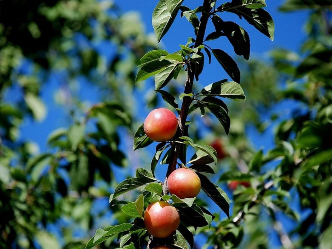 Quer ter frutas frescas em casa? A ameixeira pode ser sua melhor opção