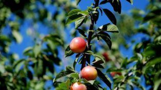 Quer ter frutas frescas em casa? A ameixeira pode ser sua melhor opção