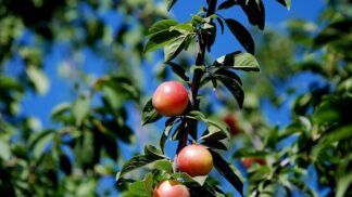 Quer ter frutas frescas em casa? A ameixeira pode ser sua melhor opção