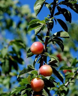Quer ter frutas frescas em casa? A ameixeira pode ser sua melhor opção