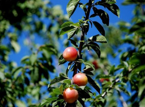 Quer ter frutas frescas em casa? A ameixeira pode ser sua melhor opção