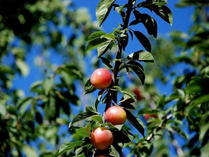 Quer ter frutas frescas em casa? A ameixeira pode ser sua melhor opção