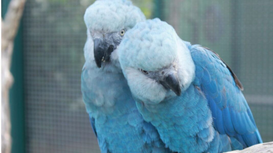 Esta é uma foto em close-up que captura duas aves raras, as Ararinhas-azuis (Cyanopsitta spixii), empoleiradas lado a lado em um viveiro.