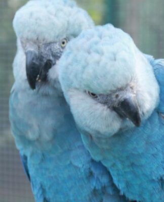 Esta é uma foto em close-up que captura duas aves raras, as Ararinhas-azuis (Cyanopsitta spixii), empoleiradas lado a lado em um viveiro.