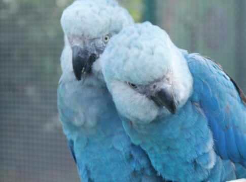 Esta é uma foto em close-up que captura duas aves raras, as Ararinhas-azuis (Cyanopsitta spixii), empoleiradas lado a lado em um viveiro.