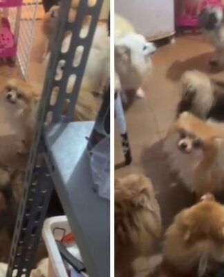 Mais de 70 cachorros em situação de maus-tratos são resgatados pela PM em Arujá (SP)