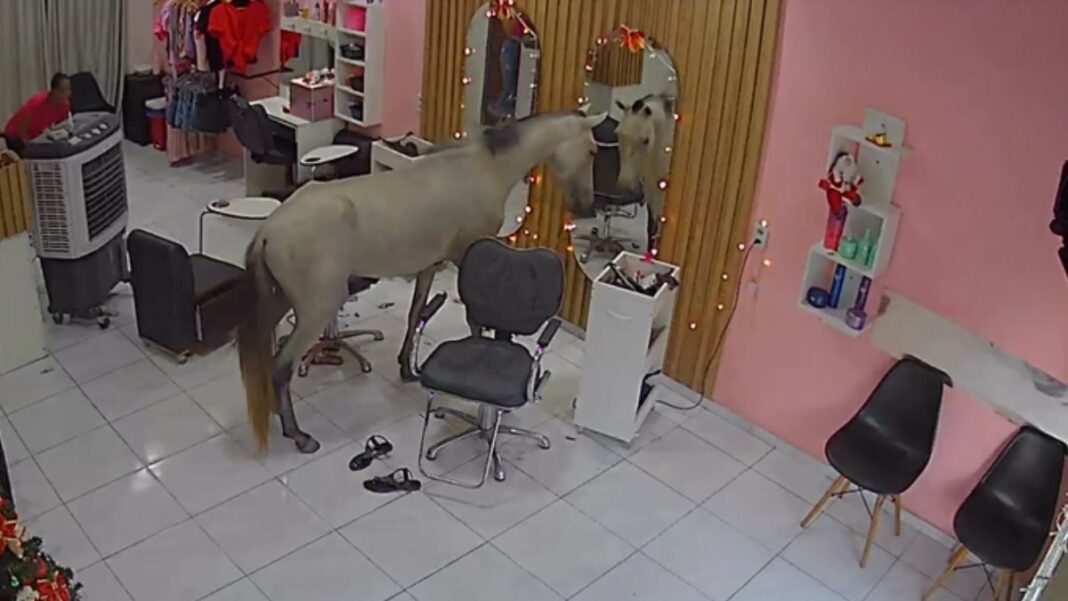 Imagem mostra cavalo parado em frente a espelho, dentro de um salão de beleza de Teresina, no Piauí.