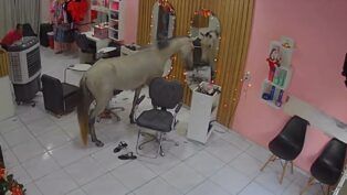 Imagem mostra cavalo parado em frente a espelho, dentro de um salão de beleza de Teresina, no Piauí.