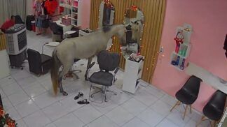 Imagem mostra cavalo parado em frente a espelho, dentro de um salão de beleza de Teresina, no Piauí.