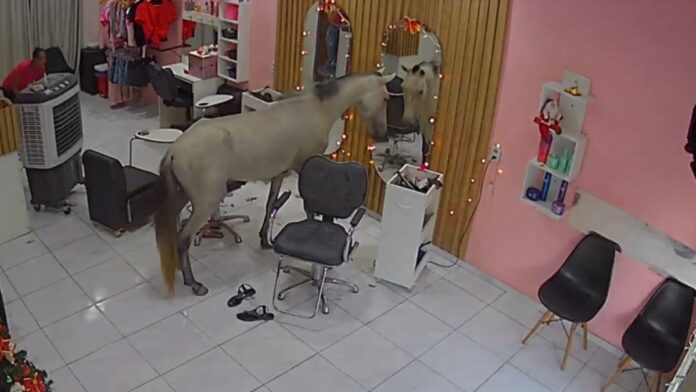 Imagem mostra cavalo parado em frente a espelho, dentro de um salão de beleza de Teresina, no Piauí.