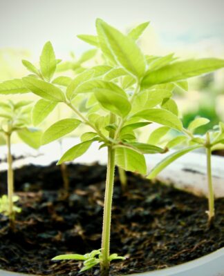 Planta lúcia-lima ou limonete