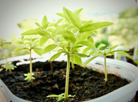 Planta lúcia-lima ou limonete