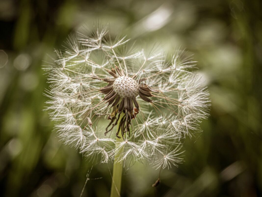 Esse chá pode ser poderoso para a saúde do fígado