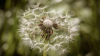 Esse chá pode ser poderoso para a saúde do fígado