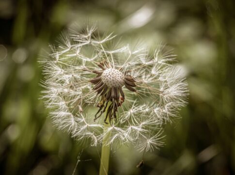 Esse chá pode ser poderoso para a saúde do fígado