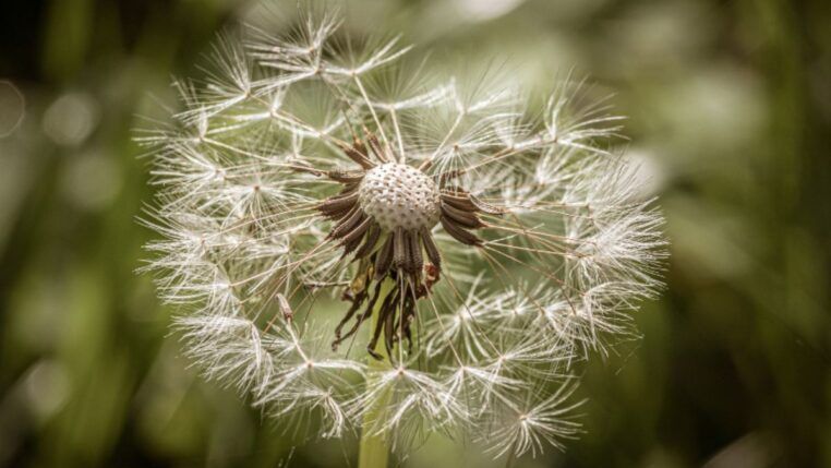 Esse chá pode ser poderoso para a saúde do fígado