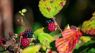 Chá de folha de amora