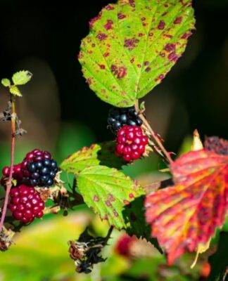 Chá de folha de amora