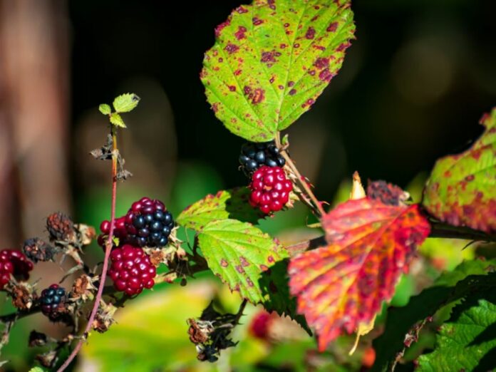 Chá de folha de amora