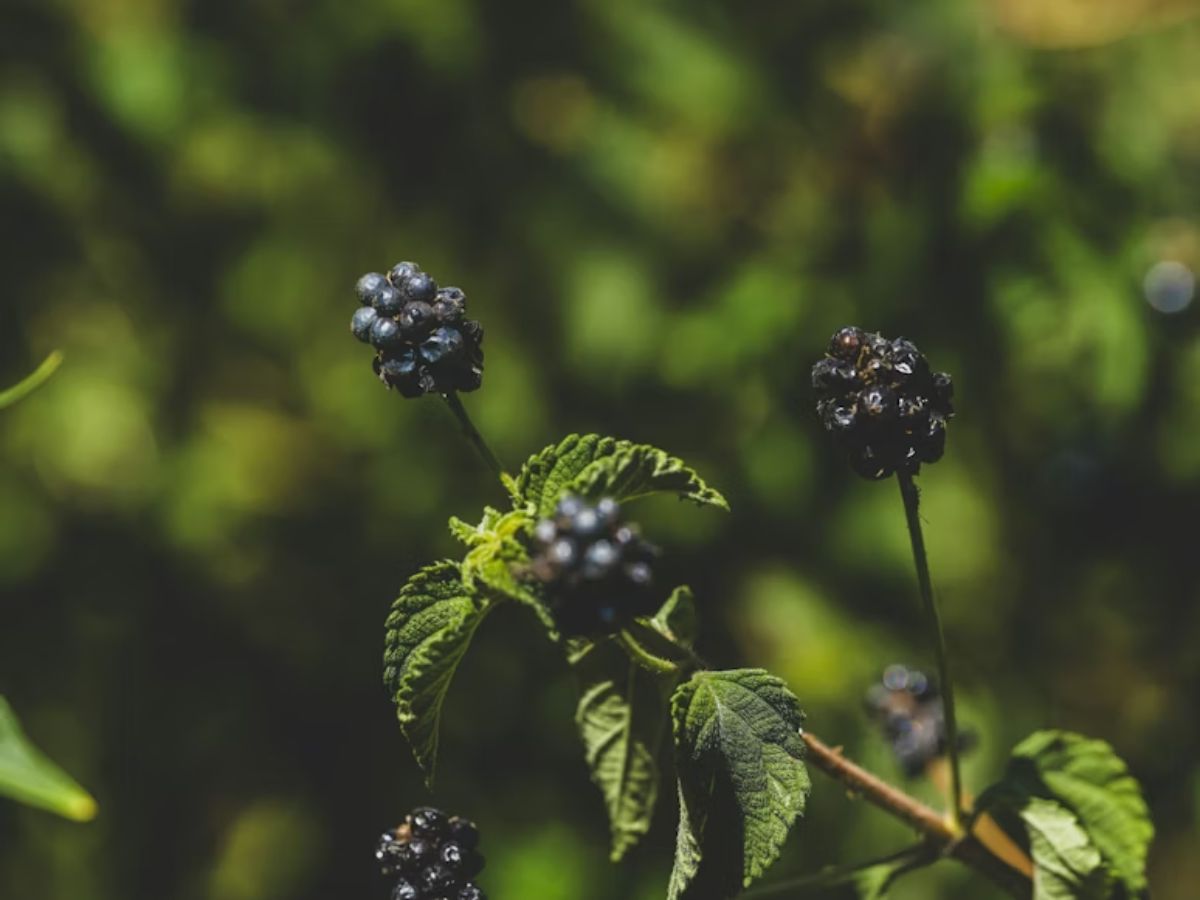 Chá de folha de amora