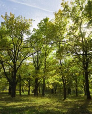 Cidade brasileira que está entre as mais arborizadas do planeta, segundo a ONU