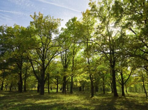 Cidade brasileira que está entre as mais arborizadas do planeta, segundo a ONU