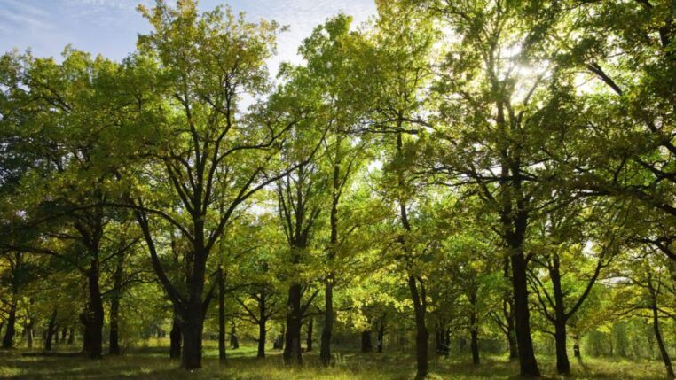Cidade brasileira que está entre as mais arborizadas do planeta, segundo a ONU