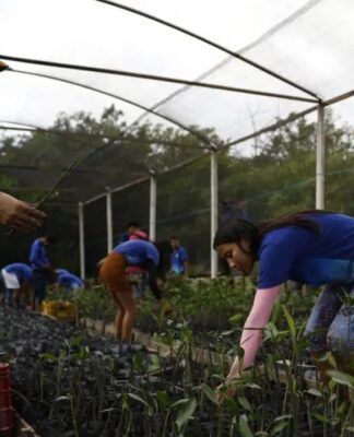 imagem de pessoas plantando