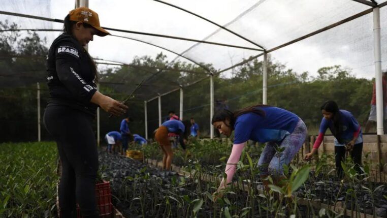 imagem de pessoas plantando