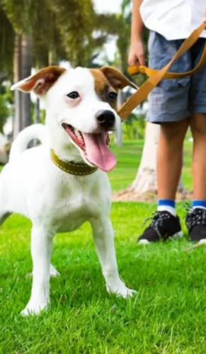 Por-que-passeio-é-tão-importante-1024x683