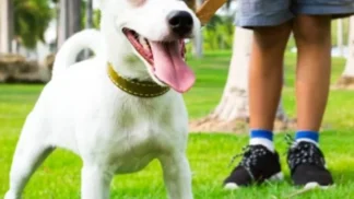 Por-que-passeio-é-tão-importante-1024x683