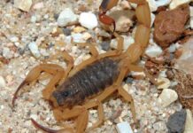 imagem de um escorpião