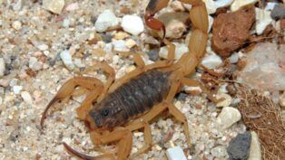 imagem de um escorpião