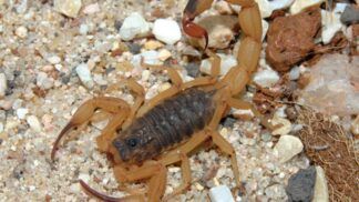 imagem de um escorpião