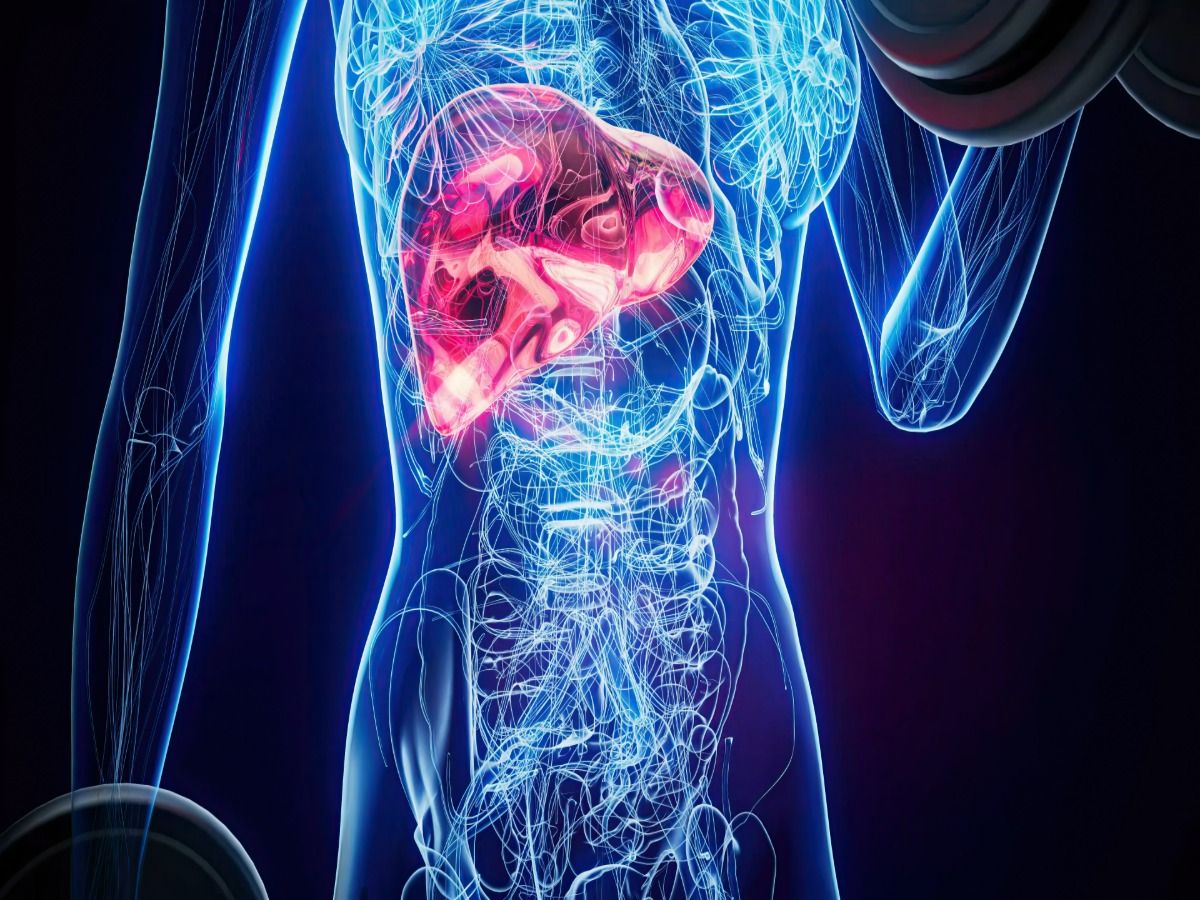 Imagem ilustrativa de fígado em destaque numa anatomia