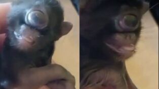 Ciclopia: a rara condição que fez gato nascer com um olho só