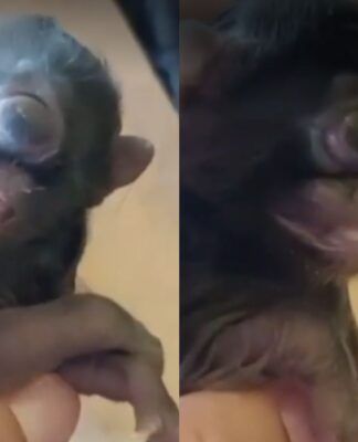 Ciclopia: a rara condição que fez gato nascer com um olho só