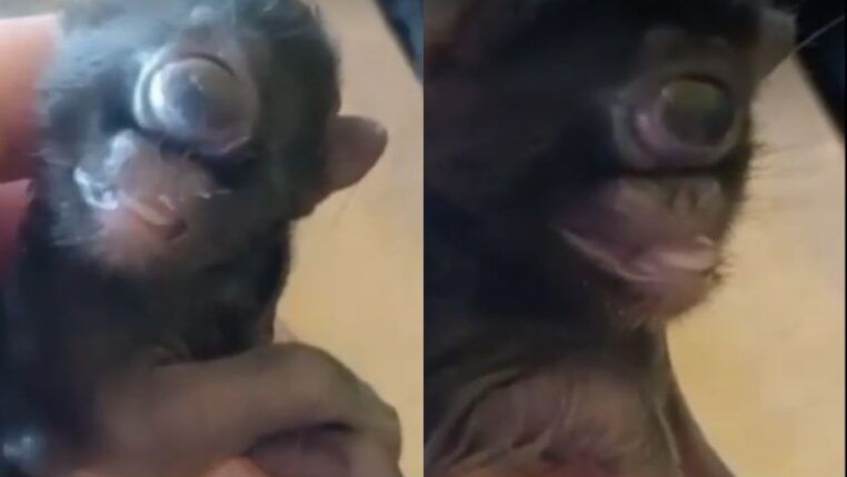 Ciclopia: a rara condição que fez gato nascer com um olho só