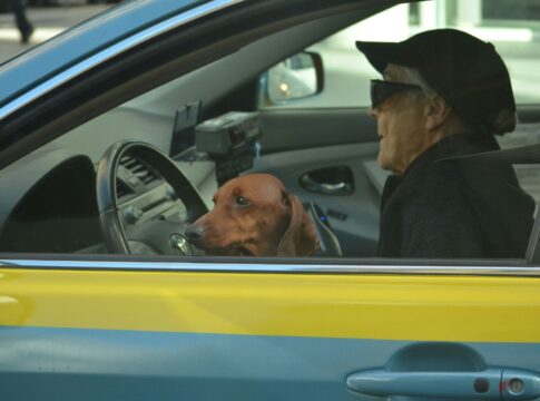 Em imagem ilustrativa, idoso dirige carro com seu cachorro no colo