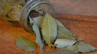 Veja como as folhas de louro podem ajudar a trazer novas energias para o ano-novo