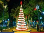 Imagem de uma árvore decorada com luzes na cidade de Socorro