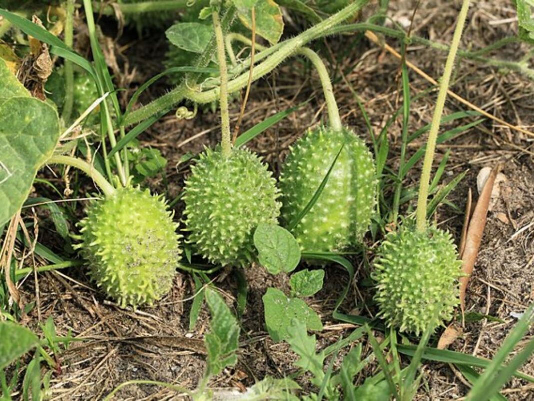 Veja para que serve o maxixe e como preparar
