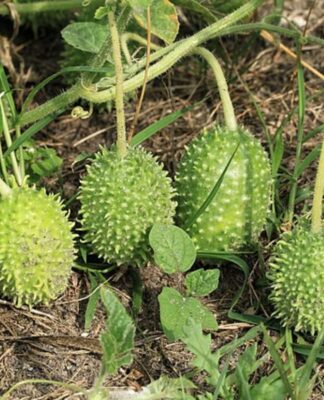 Veja para que serve o maxixe e como preparar