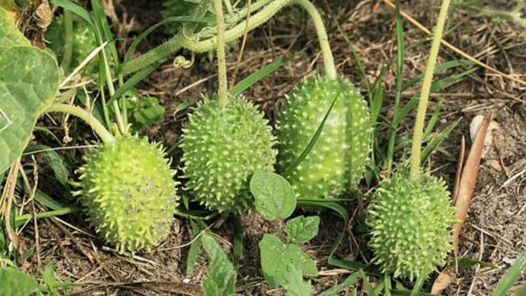 Veja para que serve o maxixe e como preparar