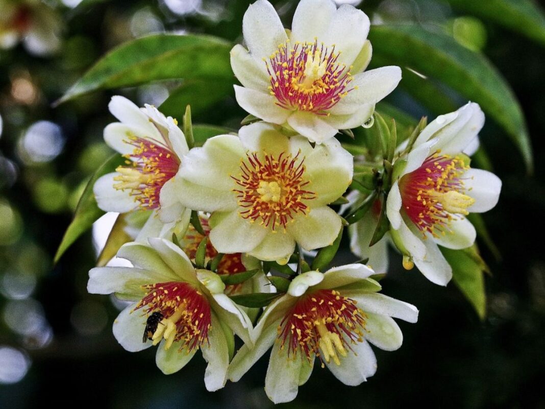 Em imagem, a planta Ora-pro-nóbis branca com detalhes em vermelho