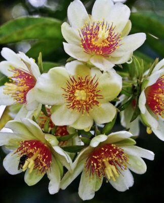 Em imagem, a planta Ora-pro-nóbis branca com detalhes em vermelho