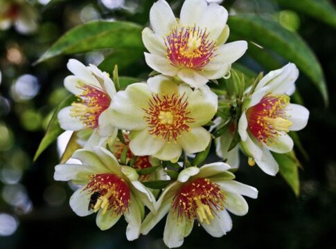 Em imagem, a planta Ora-pro-nóbis branca com detalhes em vermelho