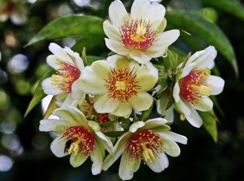Em imagem, a planta Ora-pro-nóbis branca com detalhes em vermelho